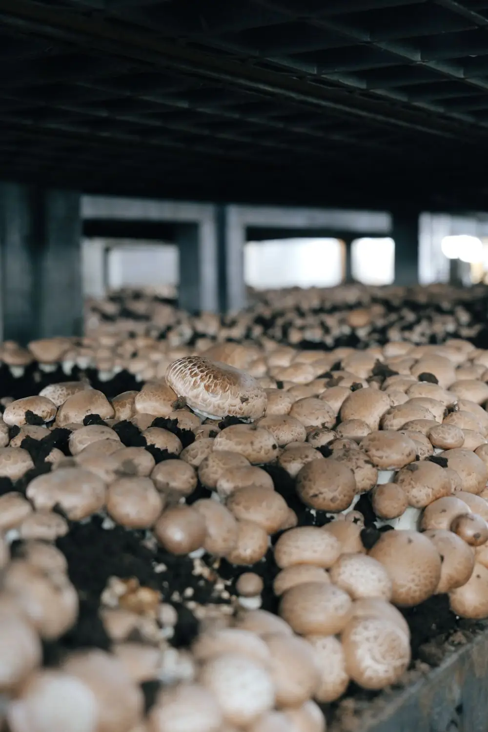 Button mushrooms growing indoors